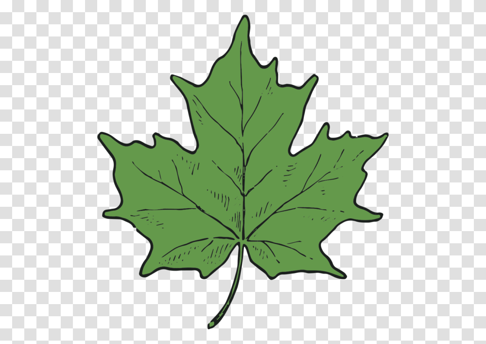 Maple Leaf And Seed Clip Art Clip Art Department, Plant, Tree, Painting Transparent Png