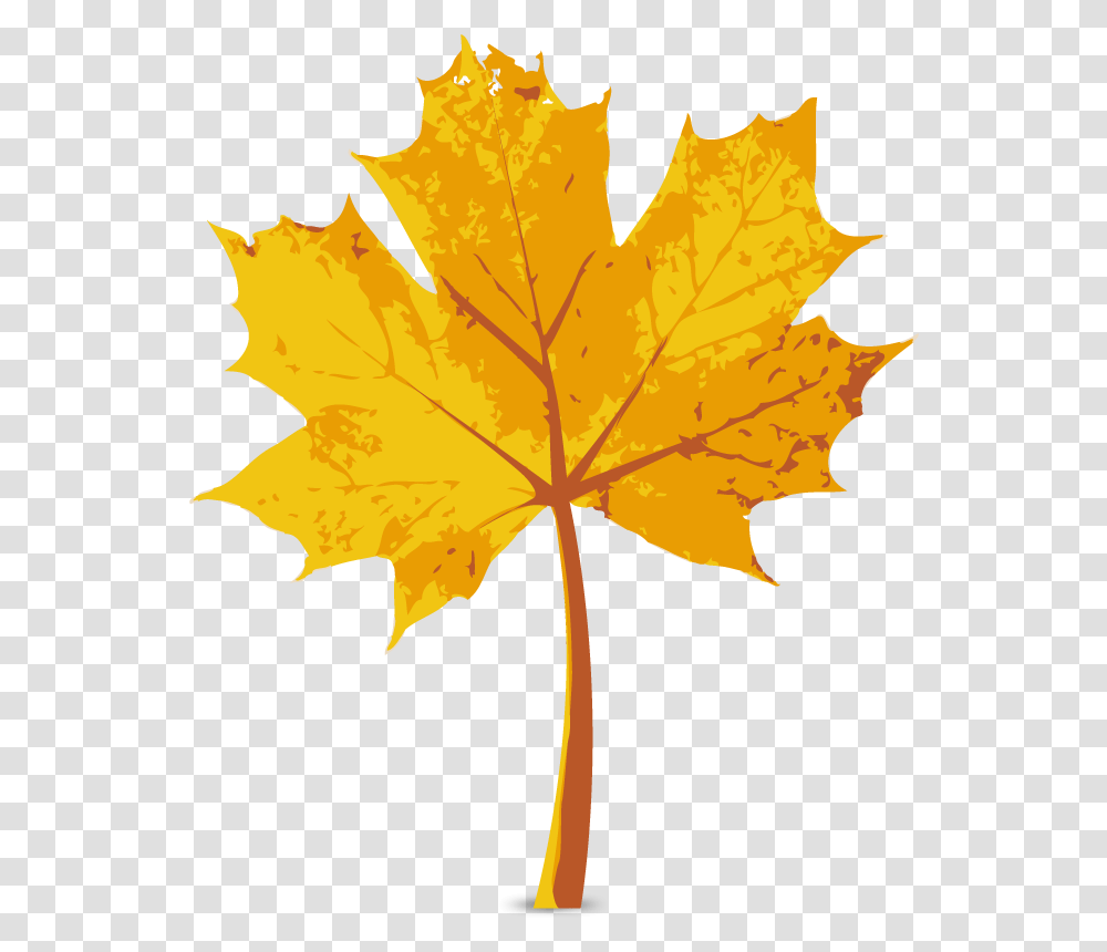 Maple Leaf Autumn Autumn Leaves, Plant, Tree, Veins Transparent Png