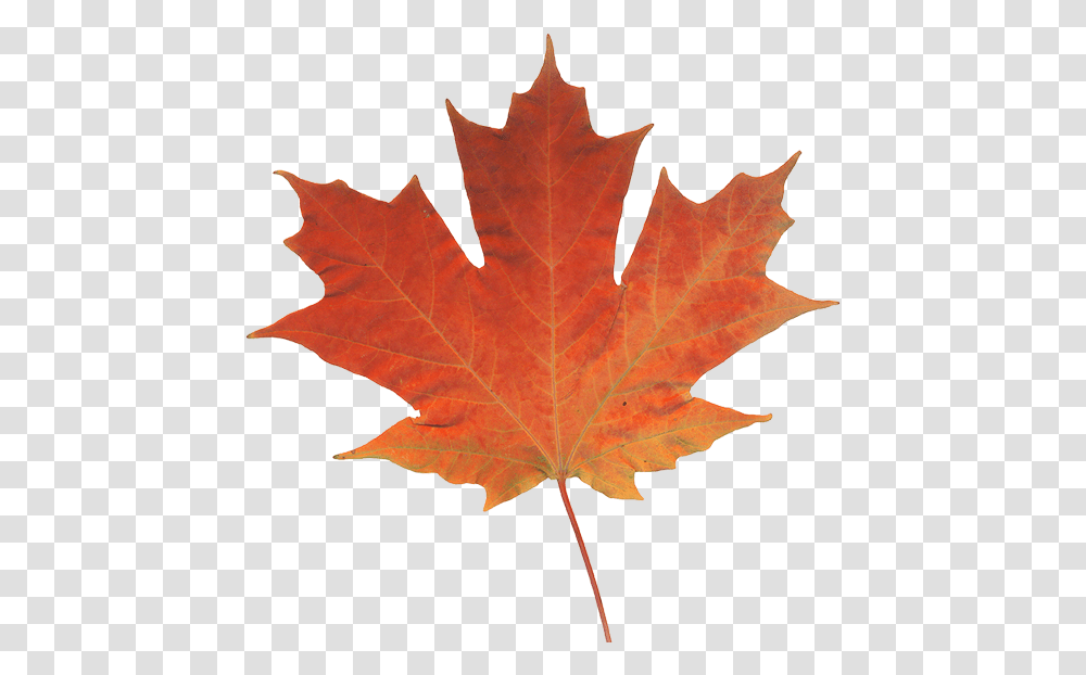 Maple Leaf Autumn Color Canada Real Pictures Of Leaves, Plant, Tree, Veins,  Transparent Png
