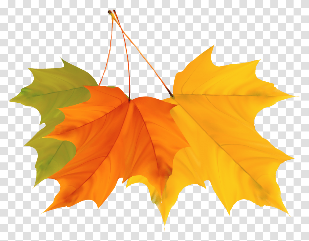 Maple Leaf Autumn Colorful Autumn Leaves Design Vector Imagens Coloridas Para Imprimir De Outono, Plant, Tree, ,  Transparent Png