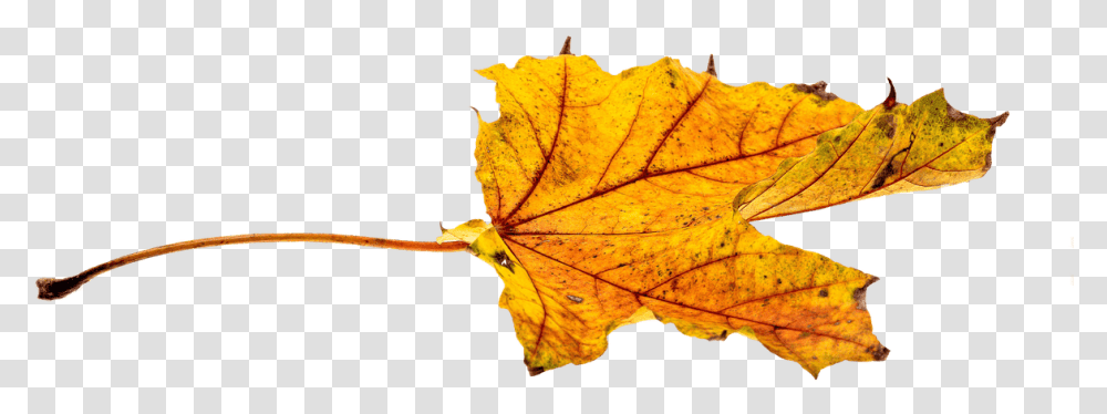 Maple Leaf Autumn Free, Plant, Tree, Veins, Fungus Transparent Png