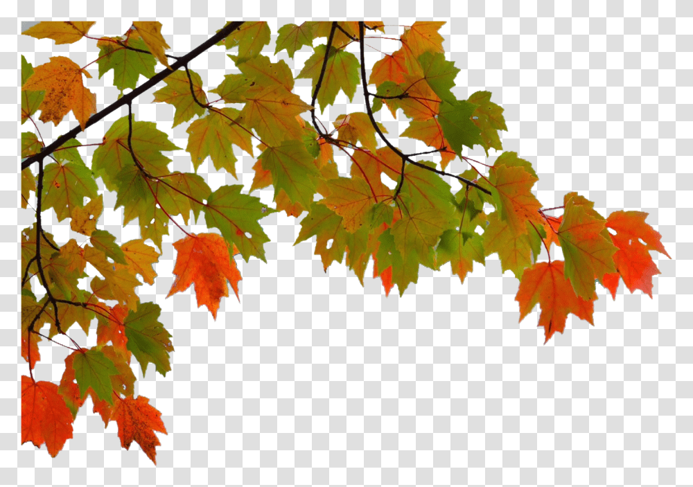 Maple Leaf Autumn Maple Leaf Branch, Plant, Tree, Veins, Annonaceae Transparent Png