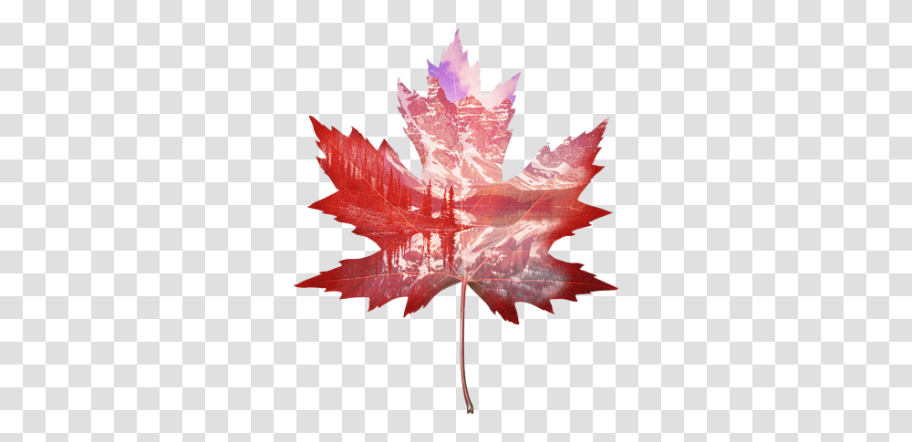 Maple Leaf Canada Art, Plant, Tree Transparent Png