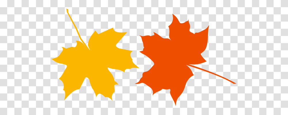 Maple Leaf Canada Japanese Maple Symbol, Plant, Tree, Person, Human Transparent Png