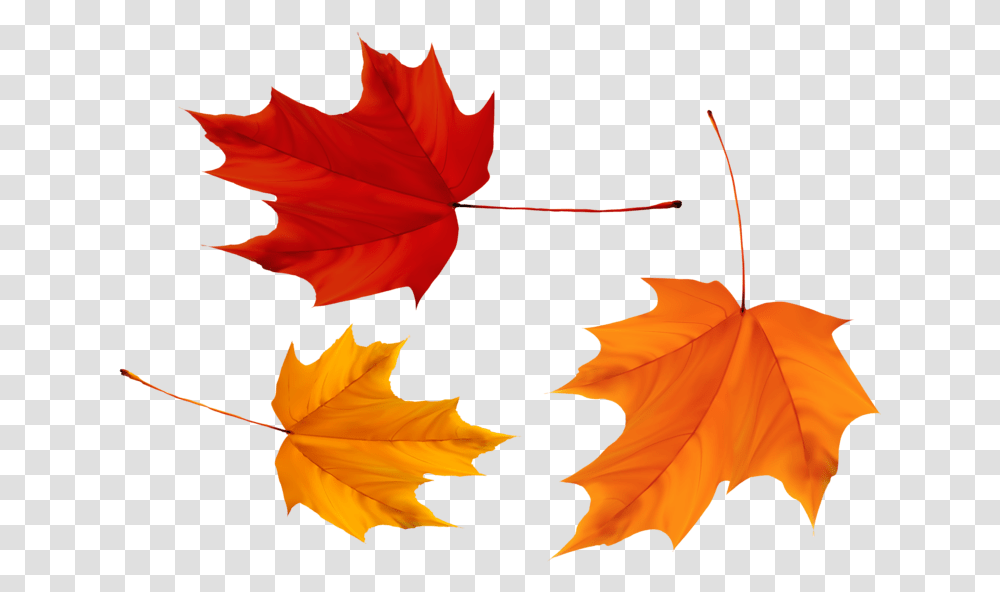 Maple Leaf Canada Leaves, Plant, Tree, Person, Human Transparent Png