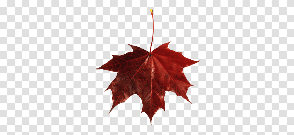 Maple Leaf Canada, Plant, Tree Transparent Png