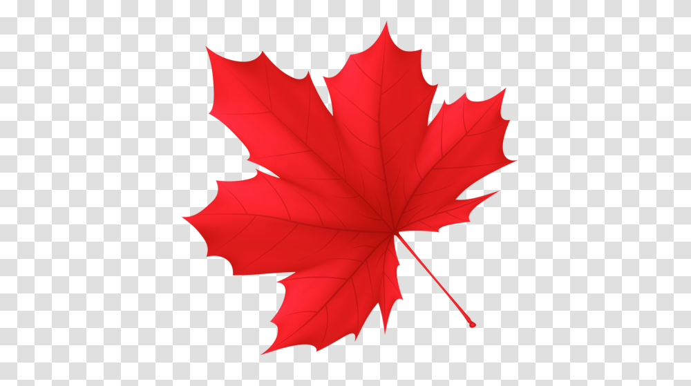 Maple Leaf Clip Art Black White, Plant, Tree, Person, Human Transparent Png