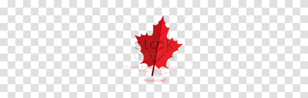 Maple Leaf Clip Art Clipart, Plant, Poster, Advertisement, Tree Transparent Png