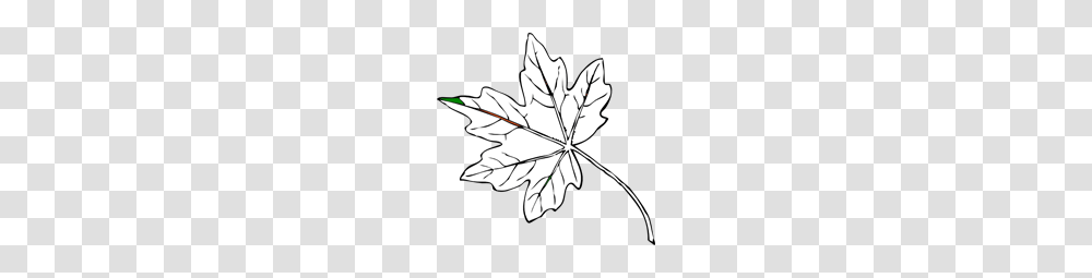 Maple Leaf Clip Art For Web, Plant, Tree Transparent Png