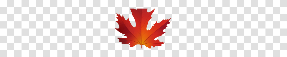 Maple Leaf Clip Art Pin Leaf Clipart Sycamore Tree Silver Maple, Plant Transparent Png