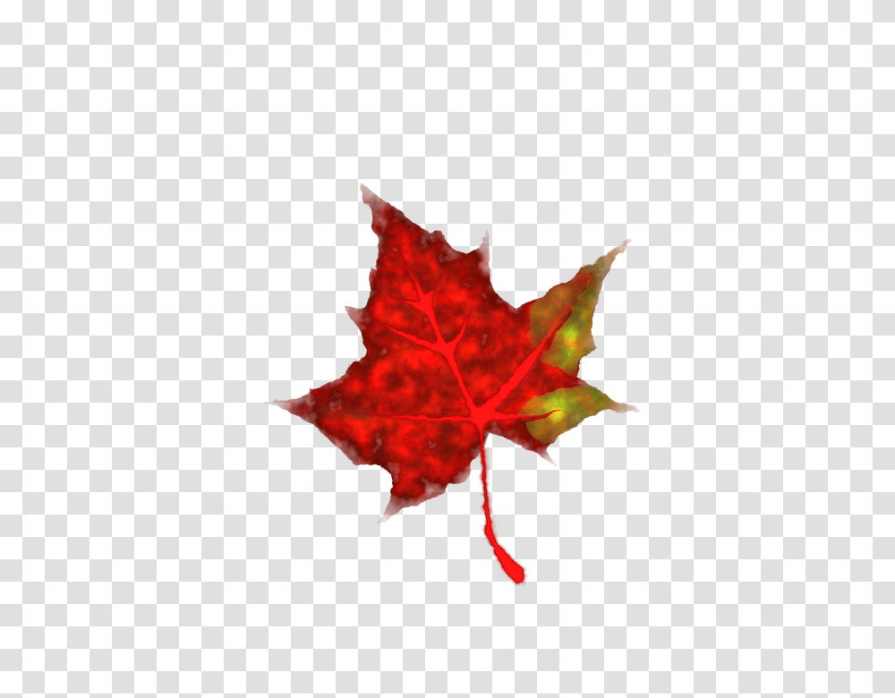 Maple Leaf Clip Art, Plant, Tree, Bonfire, Flame Transparent Png