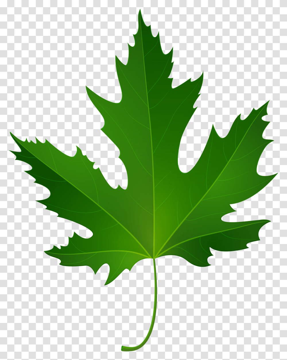 Maple Leaf Clip Art, Plant, Tree, Person, Human Transparent Png