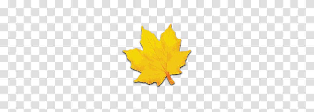 Maple Leaf Clip Art, Plant, Tree Transparent Png