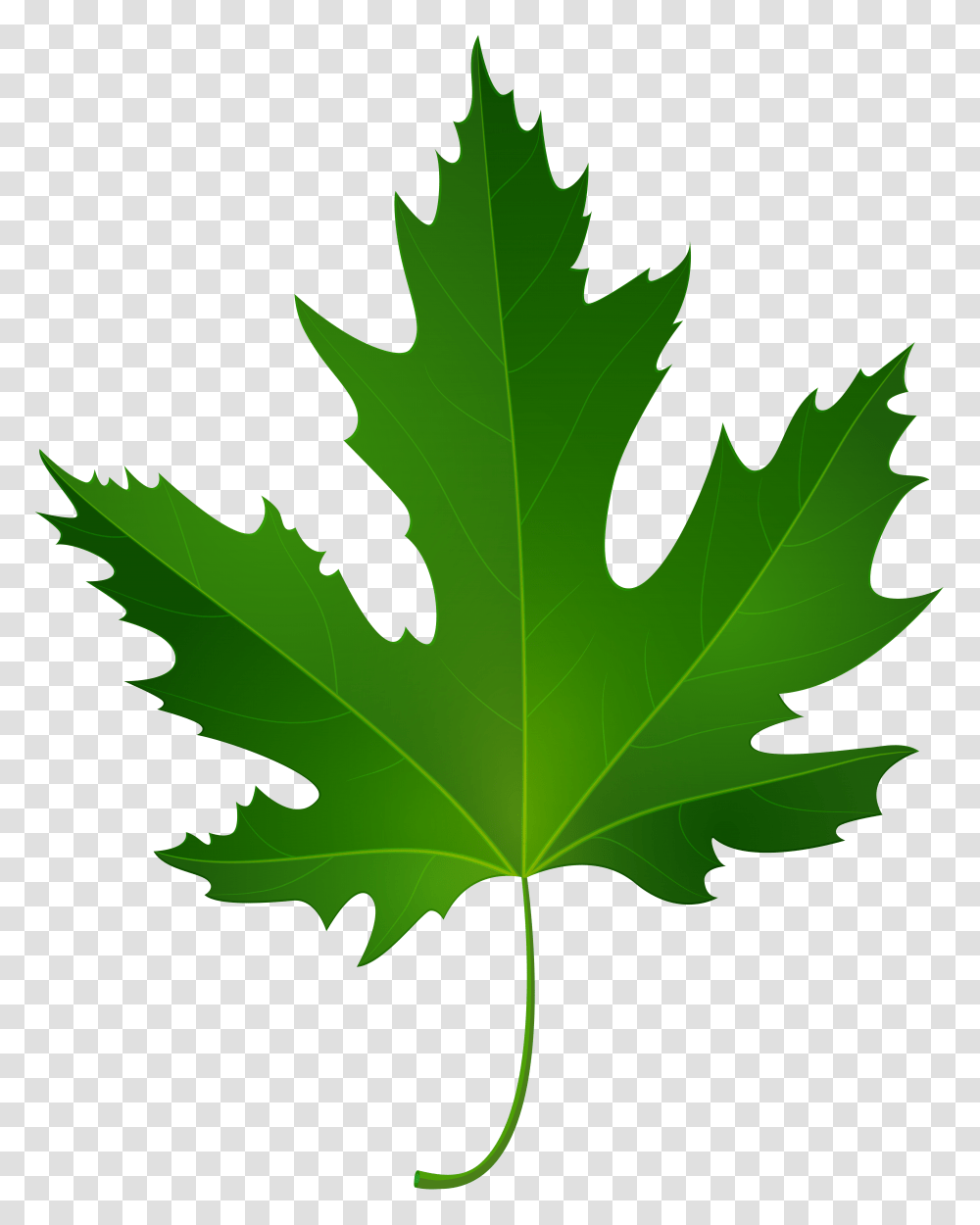 Maple Leaf Clip Art, Plant, Tree Transparent Png