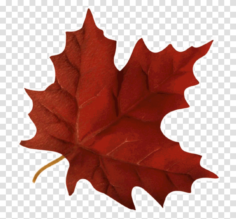 Maple Leaf Clipart Autumn Fall Leaf Gif Gif Autumn Leaf Background, Plant, Tree Transparent Png