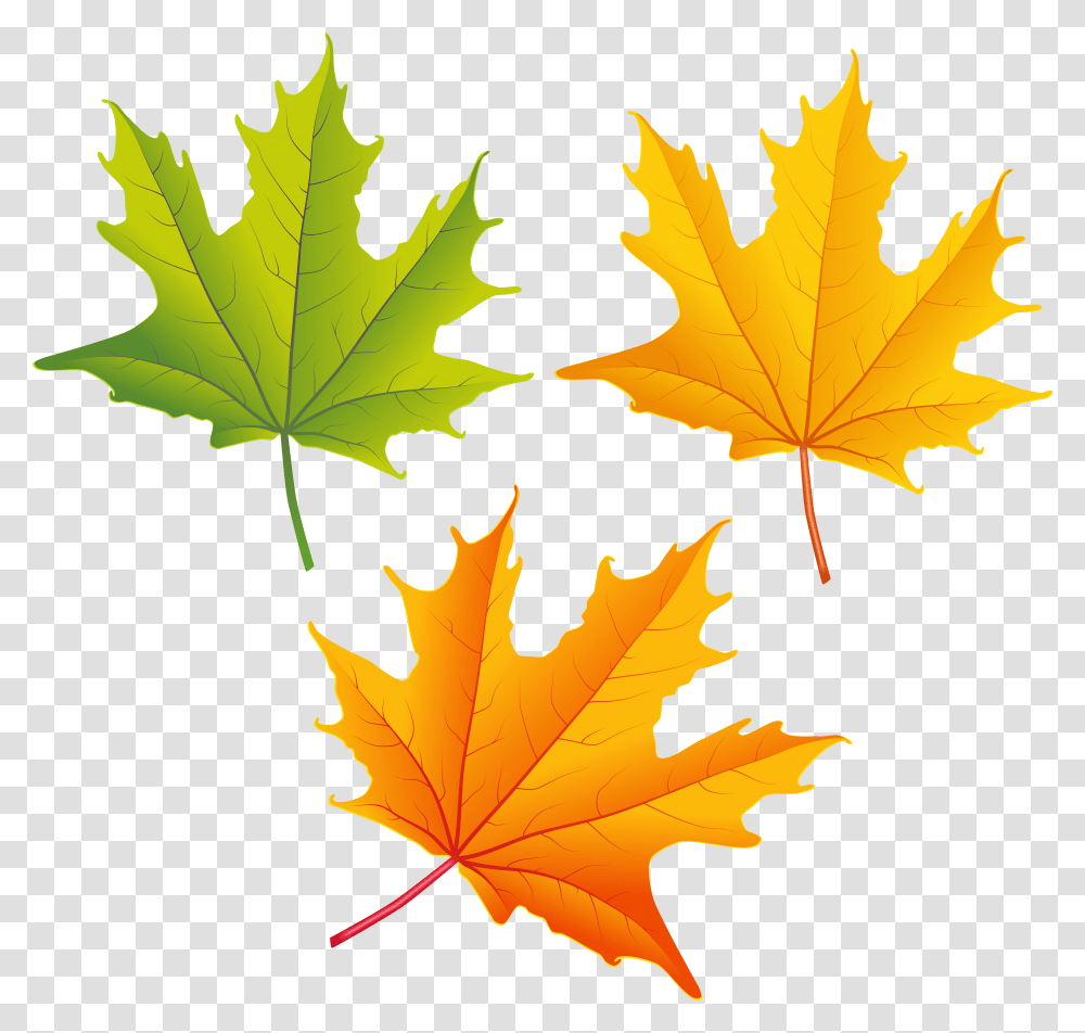 Maple Leaf Clipart Autumn Leaves Fall Leaves Free Clip Art, Plant, Tree, Veins Transparent Png