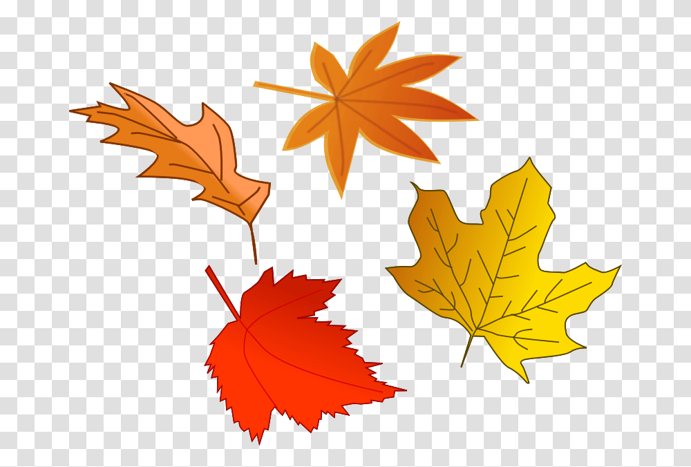 Maple Leaf Clipart Background Collection, Plant, Tree Transparent Png