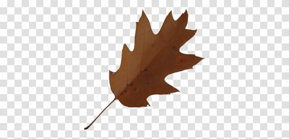 Maple Leaf Clipart Brown, Plant, Tree, Person, Human Transparent Png