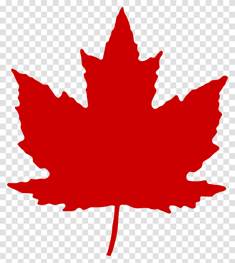 Maple Leaf Clipart, Plant, Tree, Person, Human Transparent Png