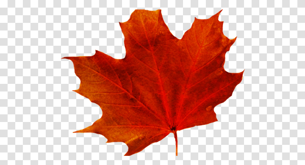 Maple Leaf Clipart Red Download Full Size Background Fall Leaves Clip Art, Plant, Tree, Person, Human Transparent Png
