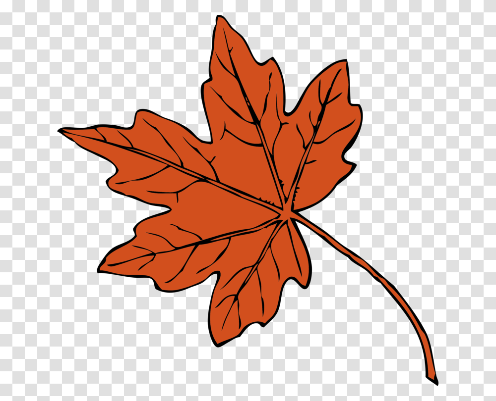Maple Leaf Drawing Autumn Leaf Color Red Maple, Plant, Tree Transparent Png