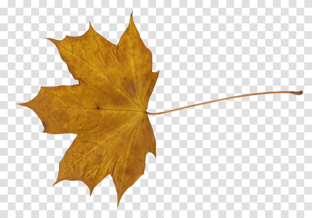 Maple Leaf Dry Leaf, Plant, Tree, Veins Transparent Png