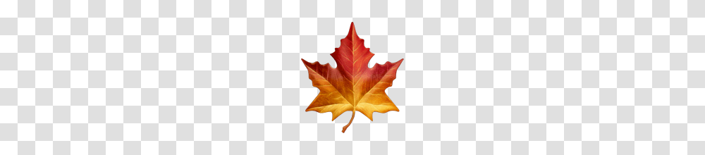 Maple Leaf Emoji On Apple Ios, Plant, Tree Transparent Png