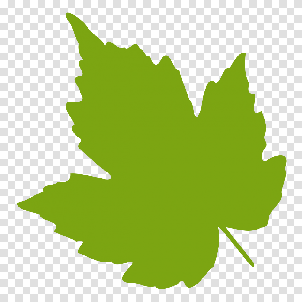 Maple Leaf Foliage Grape Leaf Clipart, Plant, Tree, Person, Human Transparent Png