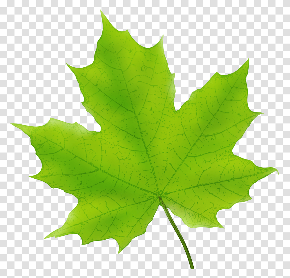 Maple Leaf Green Clip Art Transparent Png