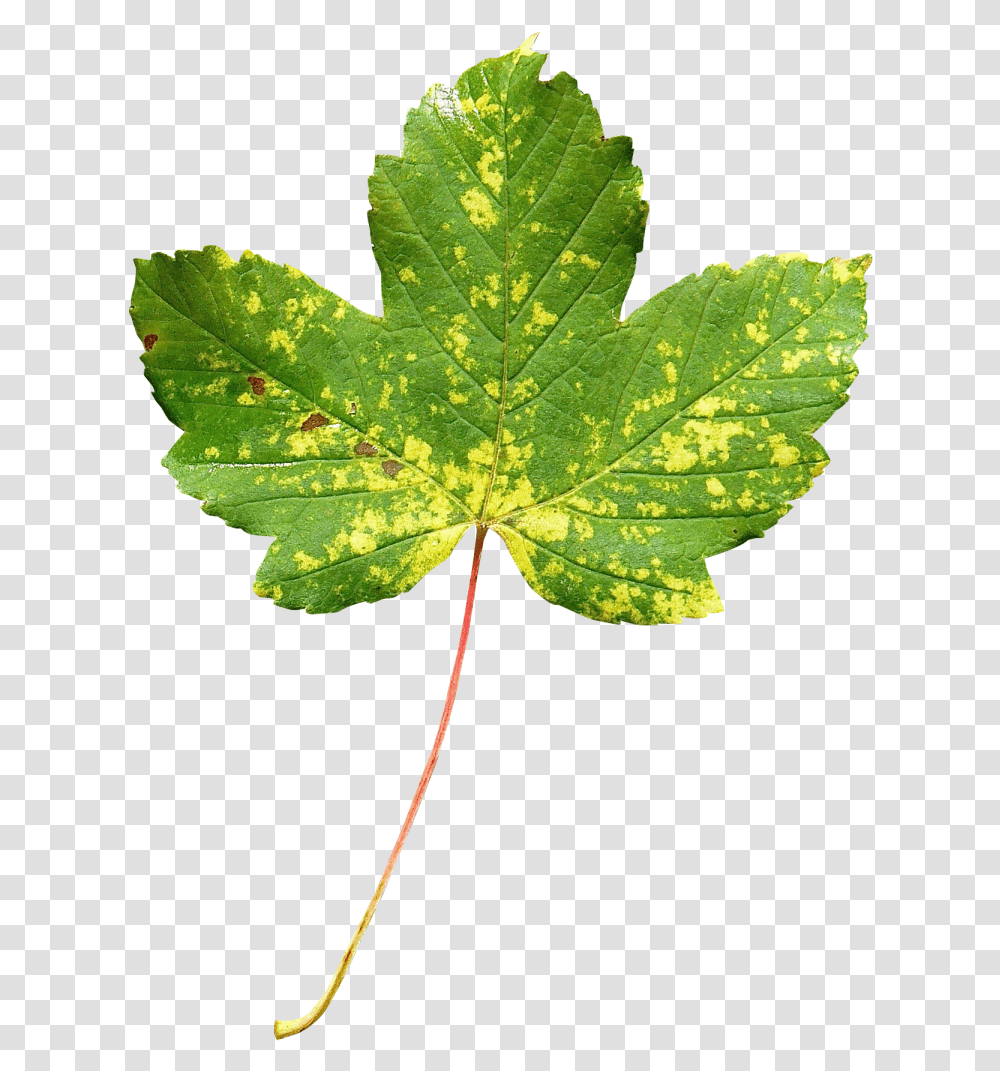 Maple Leaf Image Leaf, Plant, Tree, Veins Transparent Png