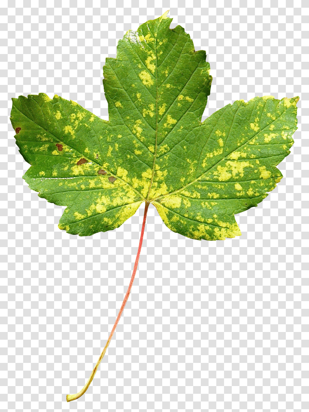 Maple Leaf Image Leaf, Plant, Tree, Veins Transparent Png