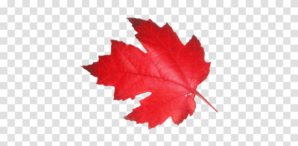 Maple Leaf Image, Plant, Tree, Rose, Flower Transparent Png