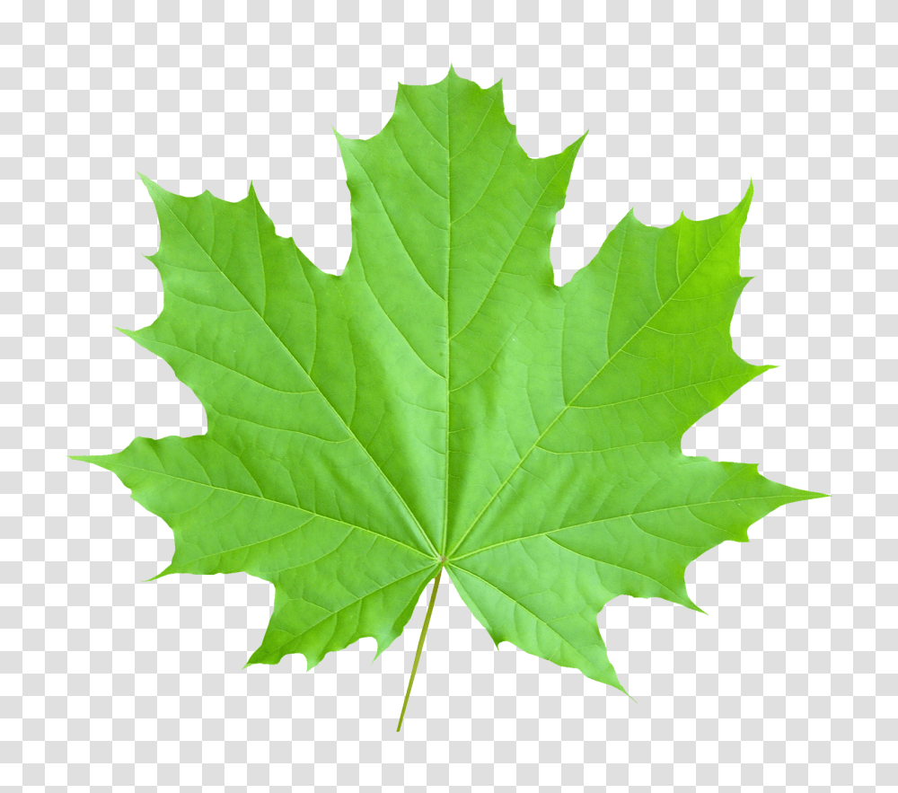 Maple Leaf Image, Plant, Tree Transparent Png