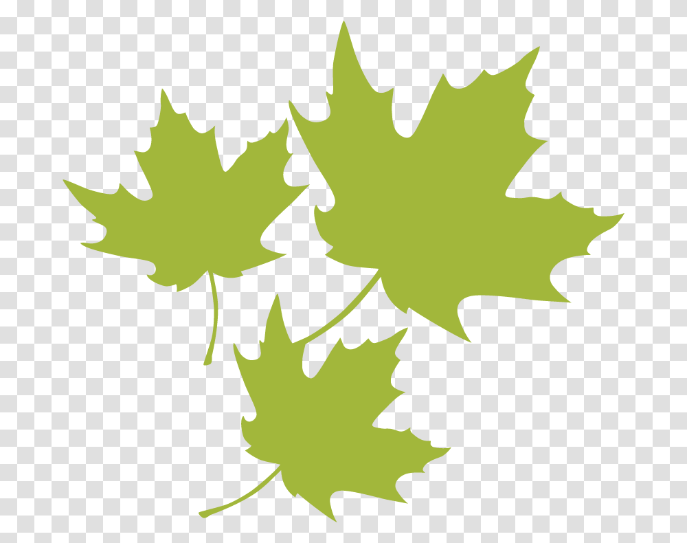 Maple Leaf Leaf, Plant, Tree Transparent Png