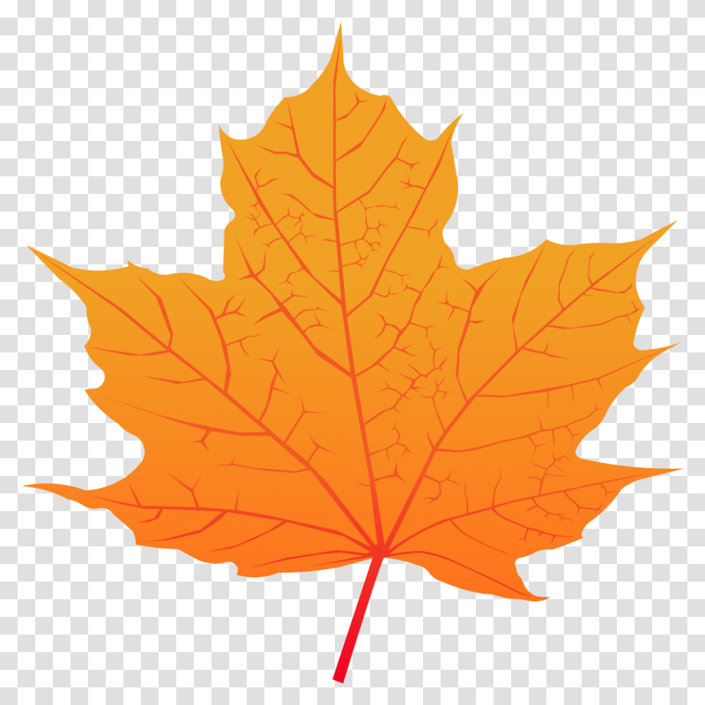 Maple Leaf Maple Leaf Vector, Plant, Tree, Person, Human Transparent Png