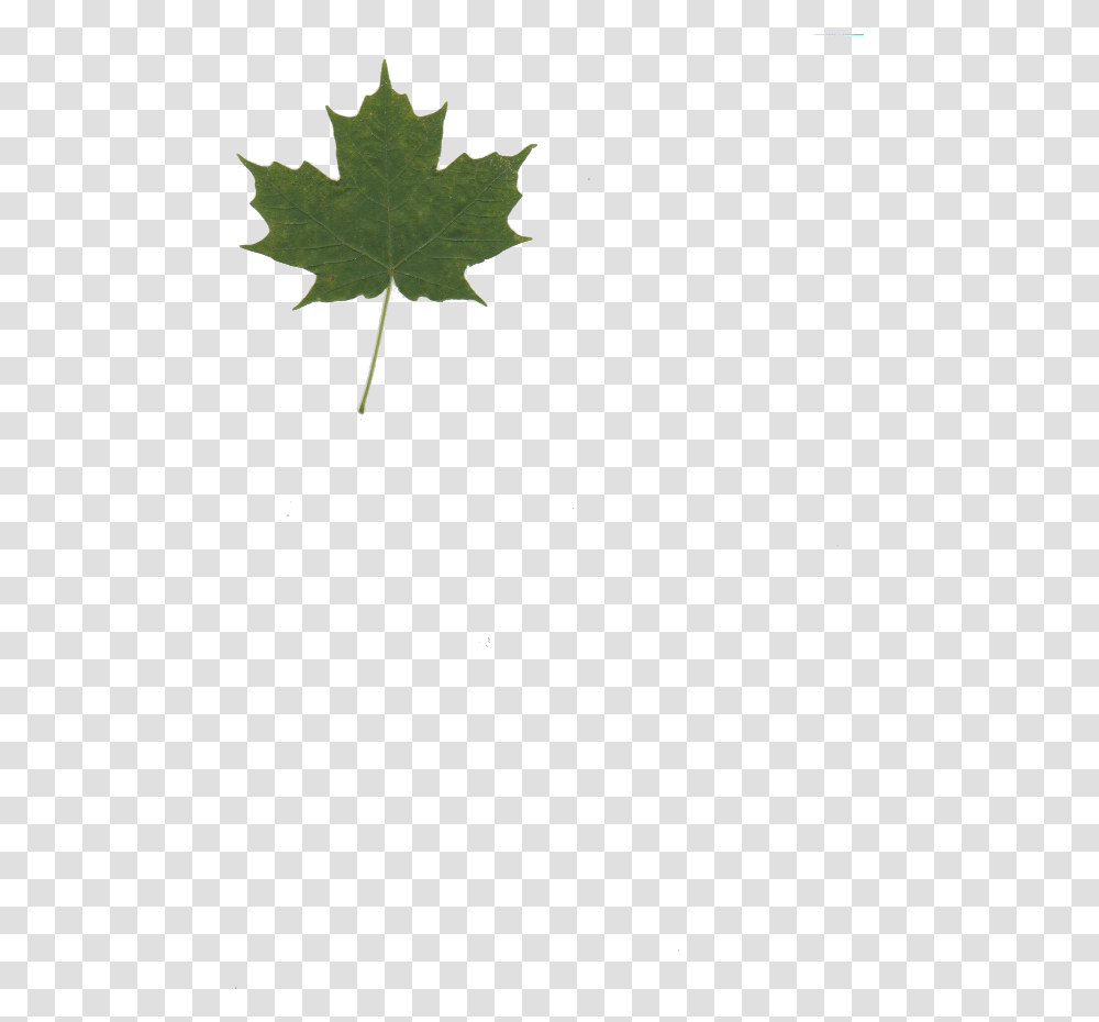 Maple Leaf No Background, Plant, Tree Transparent Png