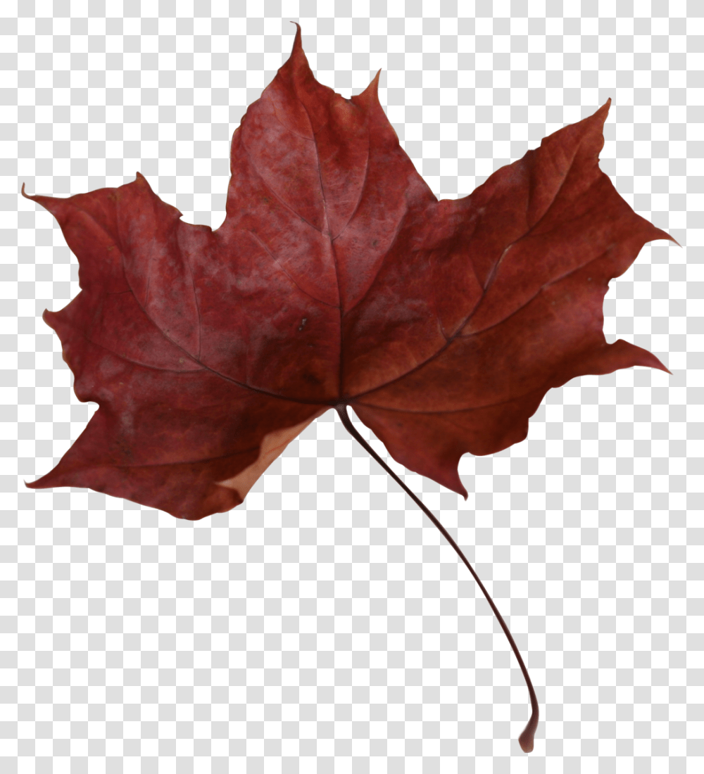 Maple Leaf Picture, Plant, Tree, Rose, Flower Transparent Png