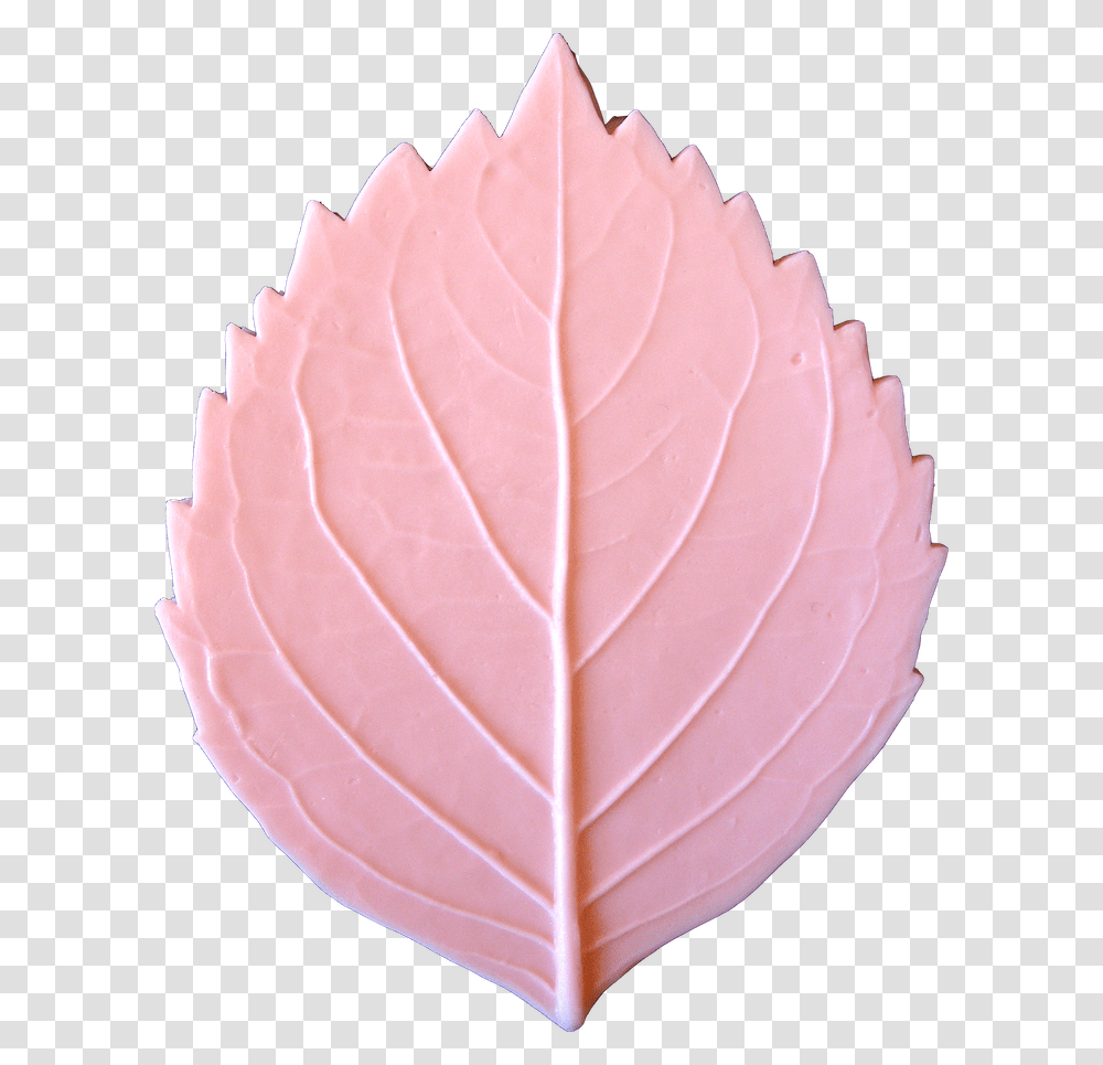 Maple Leaf, Plant, Food, Cabbage, Vegetable Transparent Png