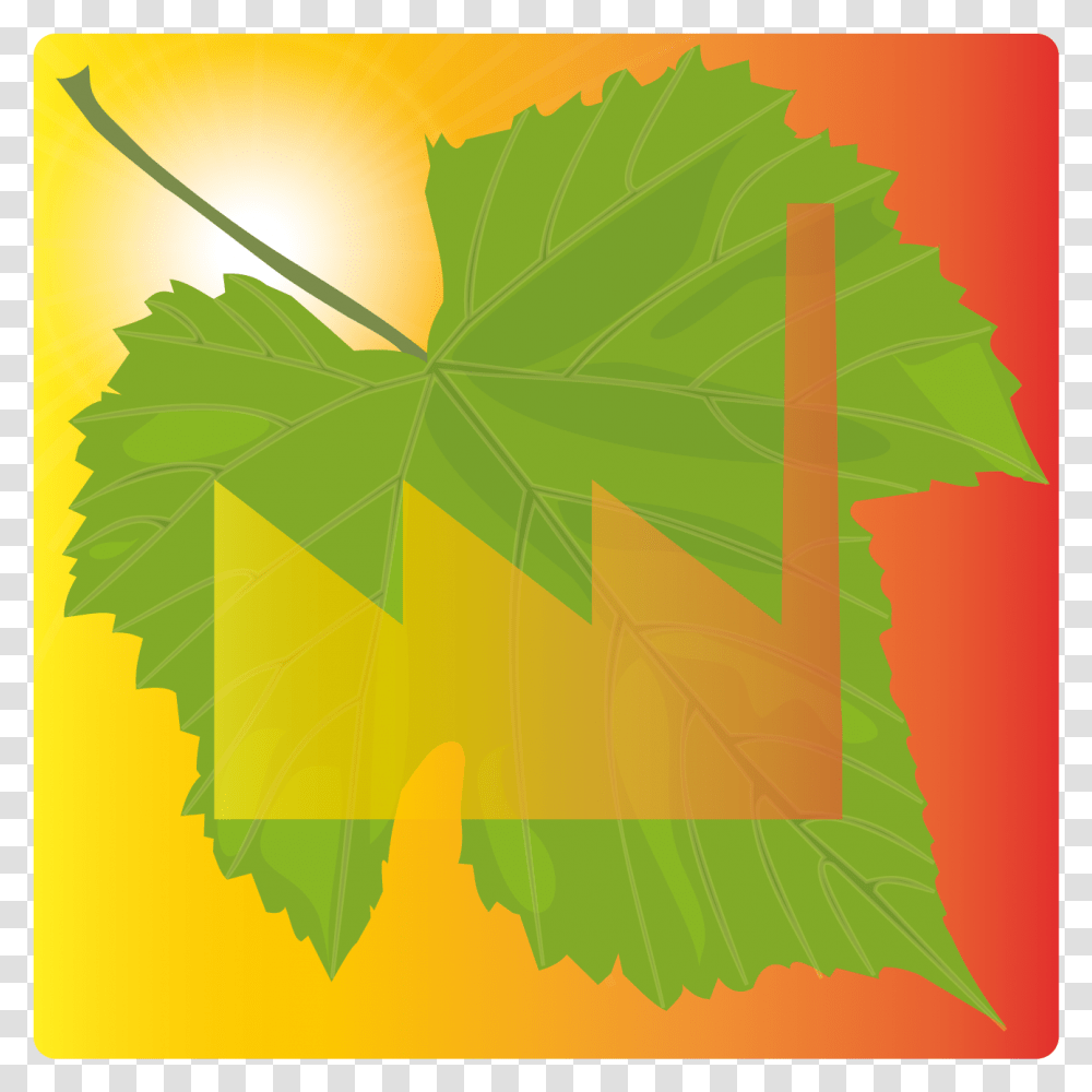Maple Leaf, Plant, Green, Sunlight, Tree Transparent Png