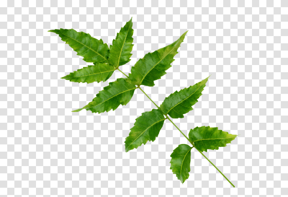 Maple Leaf, Plant, Green, Weed, Tree Transparent Png