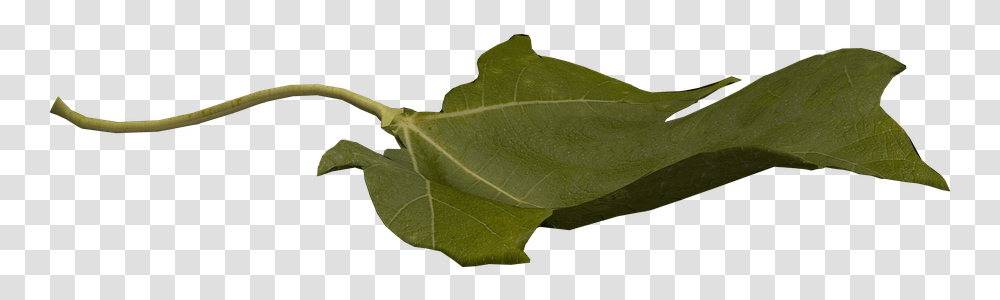 Maple, Leaf, Plant, Insect, Invertebrate Transparent Png