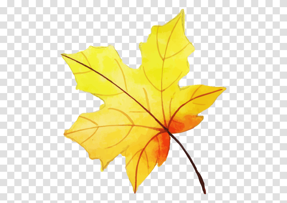 Maple Leaf, Plant Transparent Png