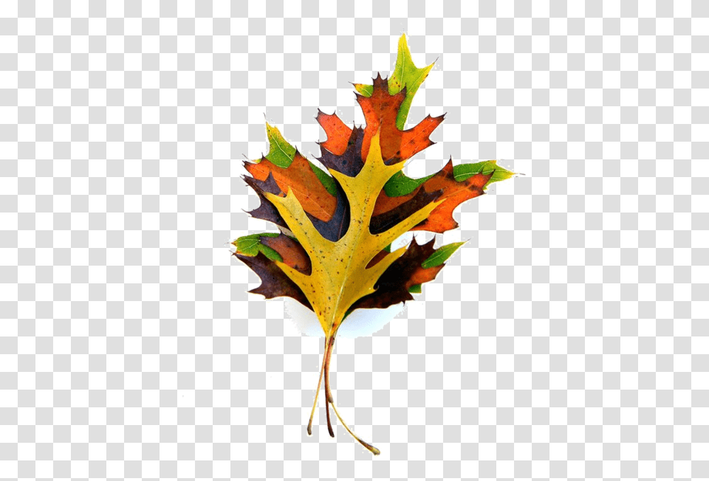 Maple Leaf, Plant, Tree, Bird, Animal Transparent Png