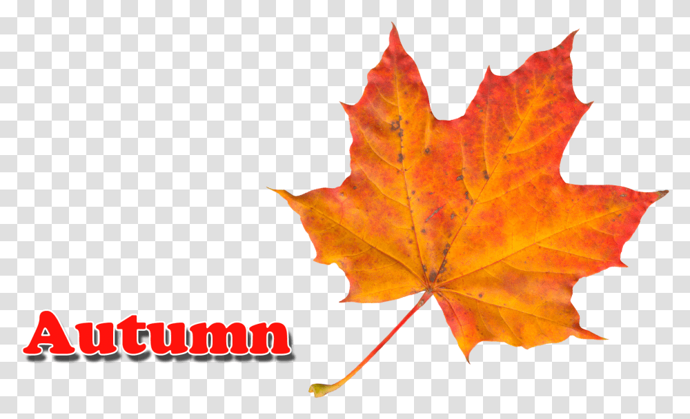 Maple Leaf, Plant, Tree, Bonfire, Flame Transparent Png