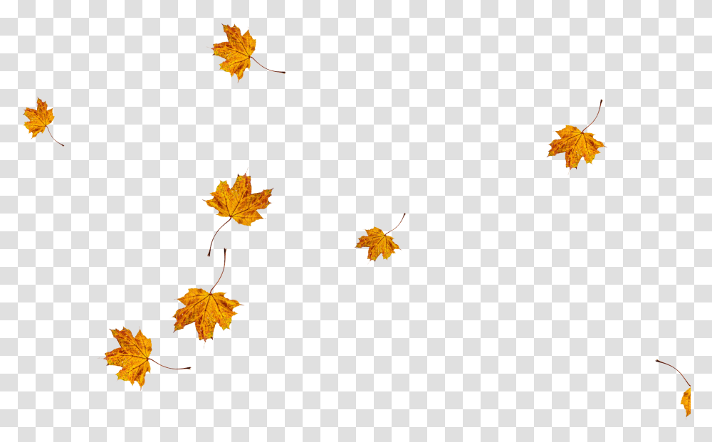 Maple Leaf, Plant, Tree, Bowl, Petal Transparent Png