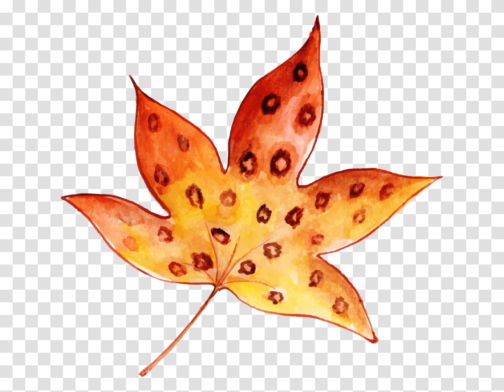 Maple Leaf, Plant, Tree, Chicken, Poultry Transparent Png