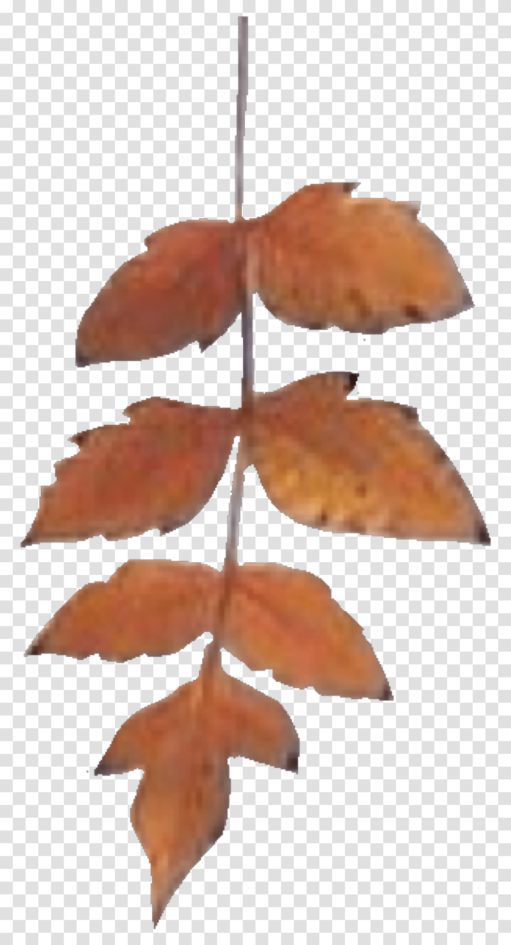Maple Leaf, Plant, Tree, Cross Transparent Png