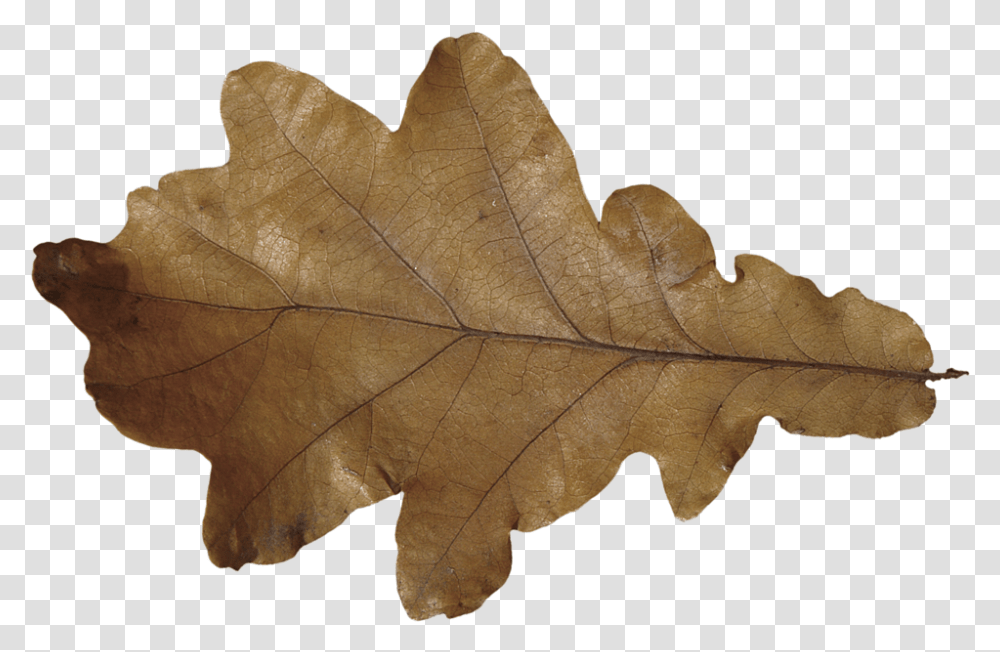 Maple Leaf, Plant, Tree, Elephant, Wildlife Transparent Png