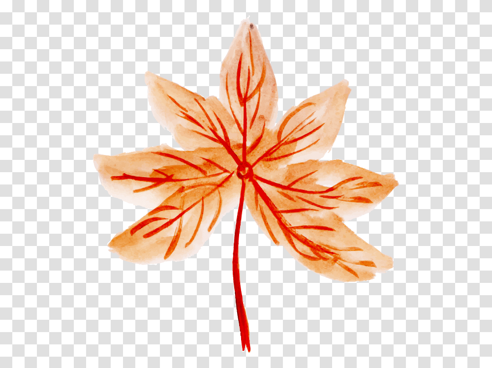 Maple Leaf, Plant, Tree, Insect, Invertebrate Transparent Png