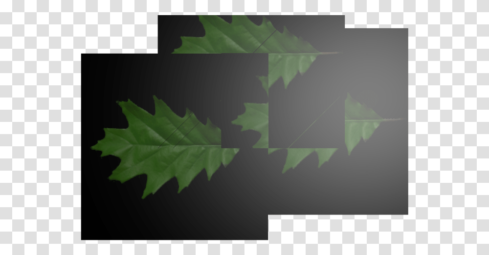 Maple Leaf, Plant, Tree, Military Uniform, Camouflage Transparent Png